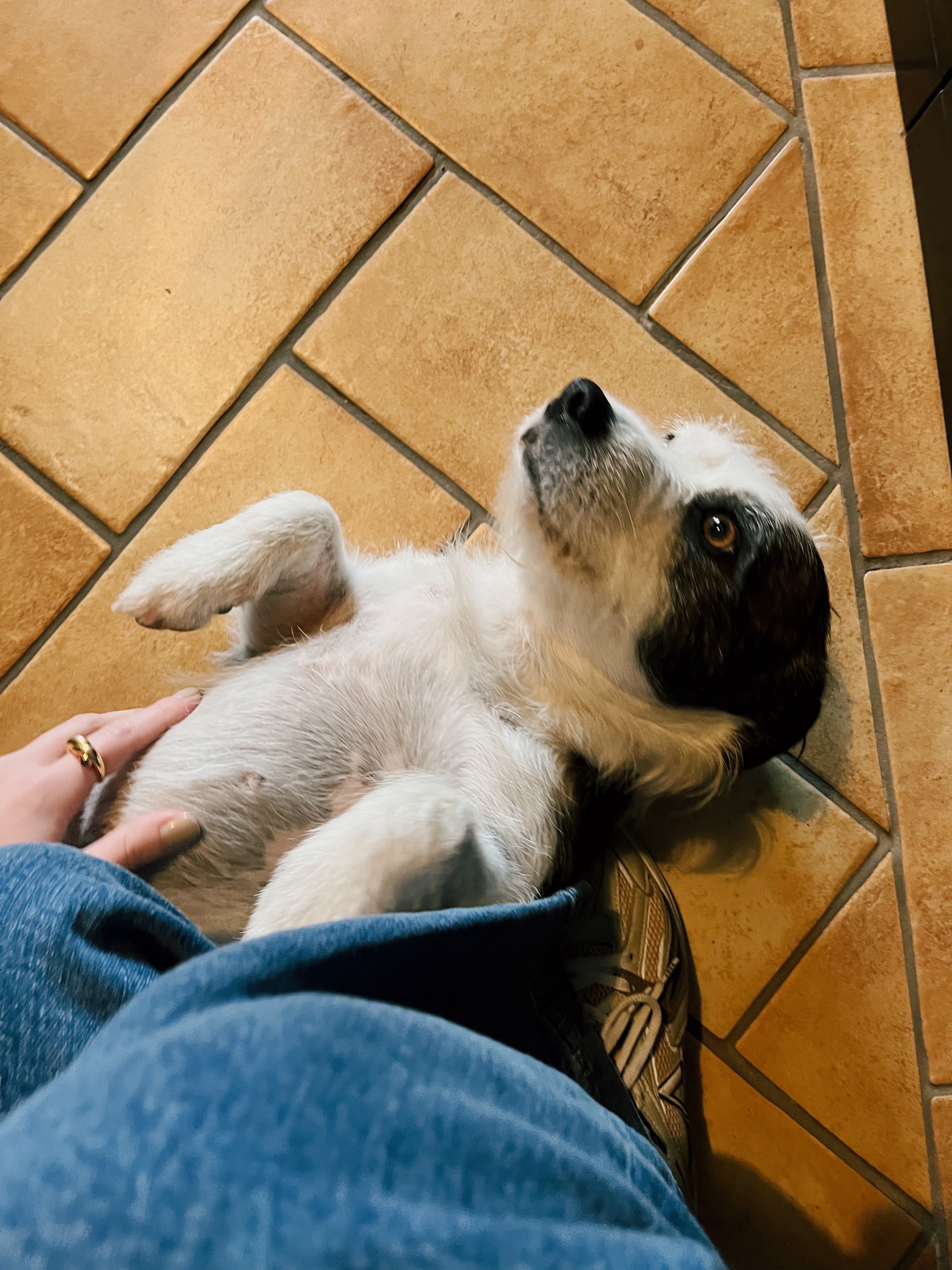 Poli the Skinny Dip Vineyard Dog