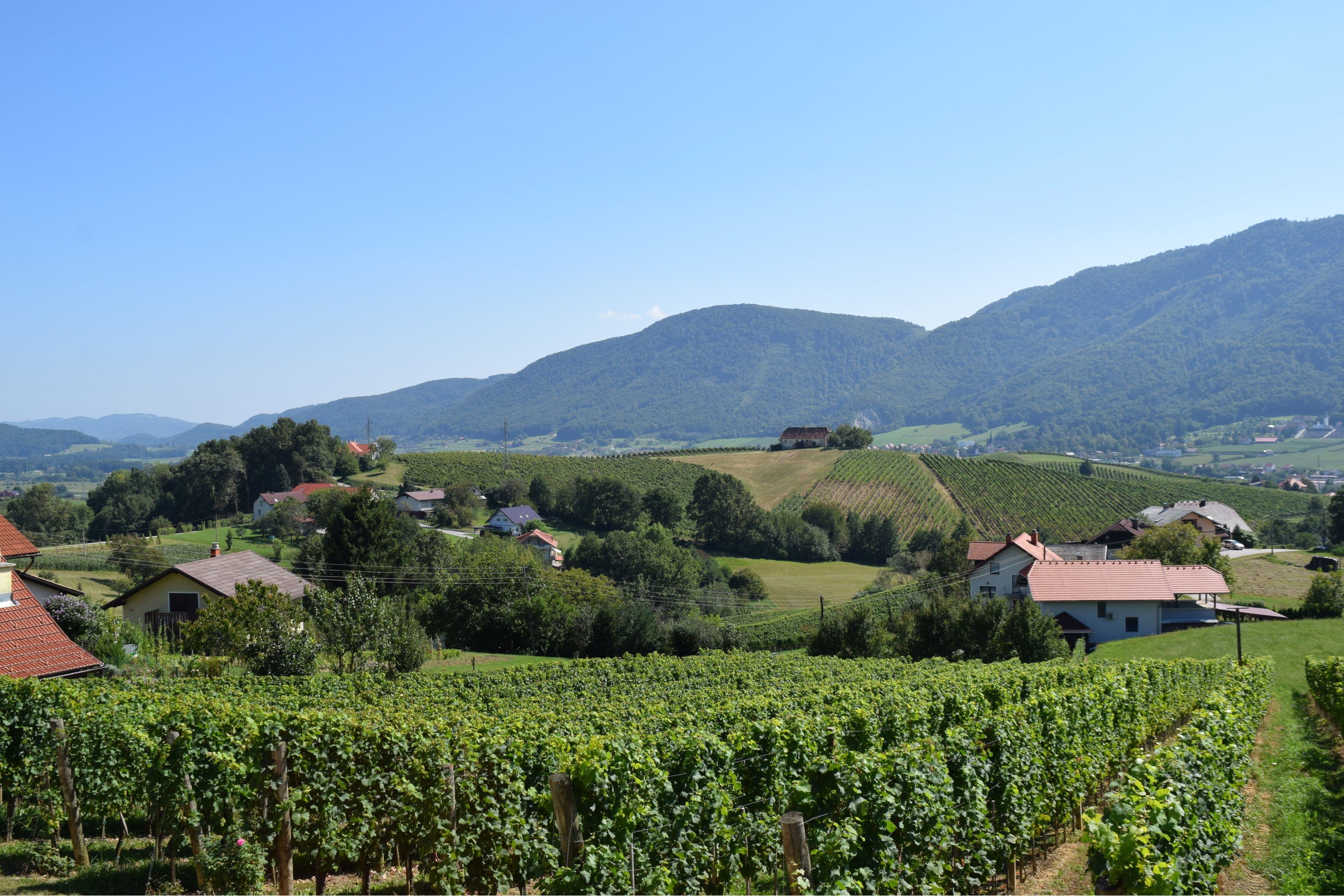 Slovenian Vineyard