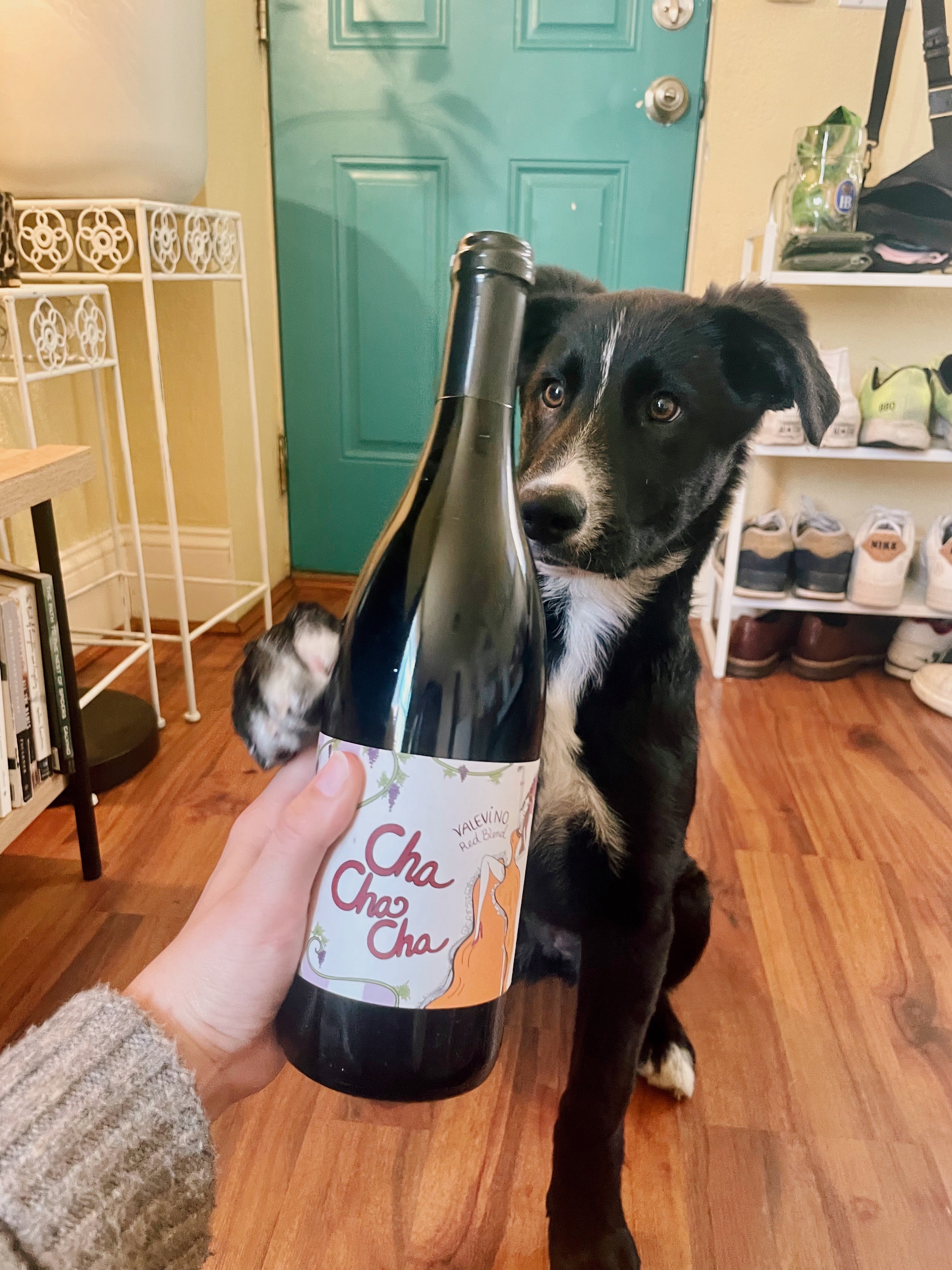 Offline Cha Cha Cha Red Blend and A Dog